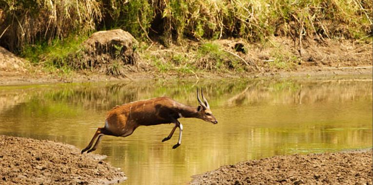 Top Diplomats, Army Officers Descend On Zim Wildlife Park