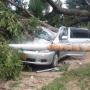 Pictures: Two People Escape Death By A Whisker As Tree Falls On Their Vehicle