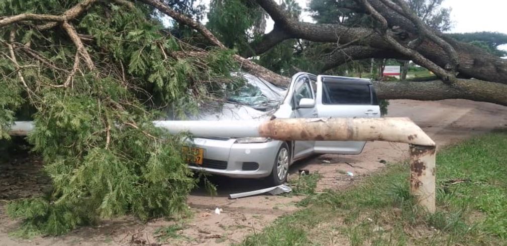 Pictures: Two People Escape Death By A Whisker As Tree Falls On Their Vehicle