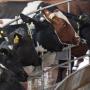 Milk Shortages Loom In Bulawayo - Survey