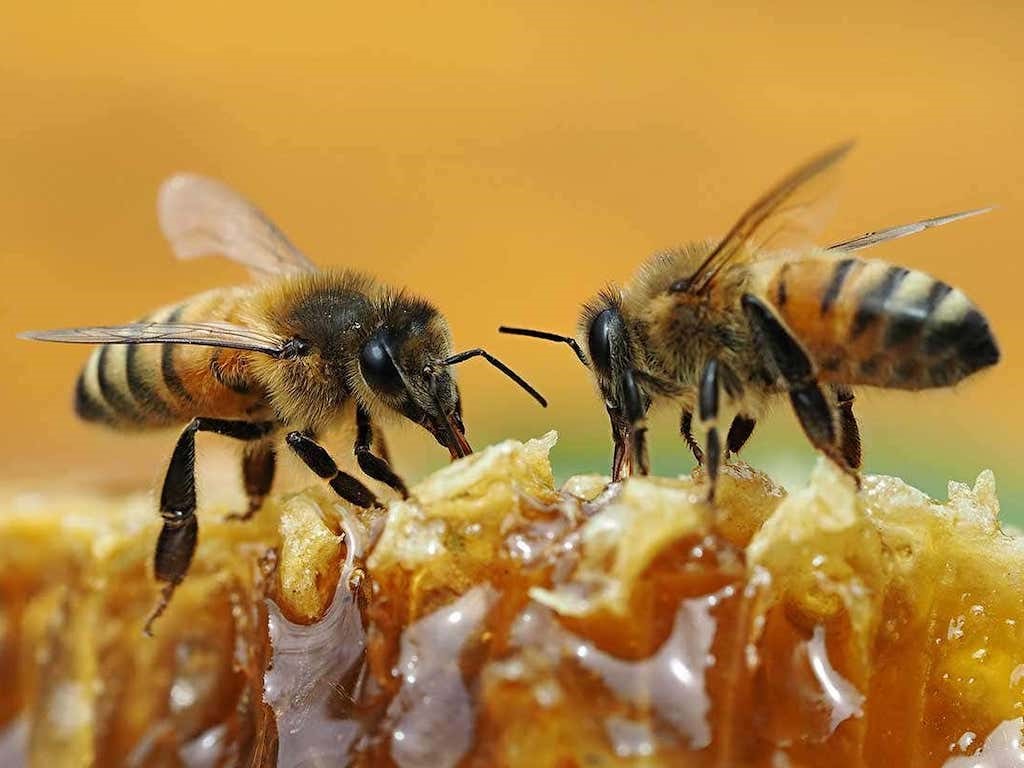 Mazowe Teacher Finds Success In Beekeeping And Fish Farming