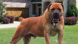 Six-year-old Mauled To Death By Boer Bulldogs