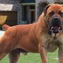 Six-year-old Mauled To Death By Boer Bulldogs