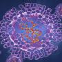 World Health Organisation Update On Monkeypox