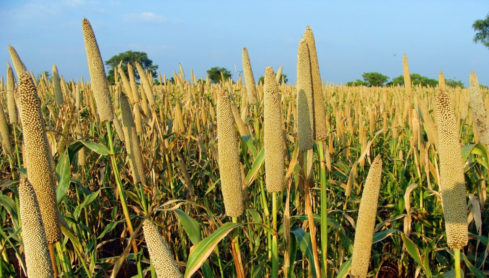 GMB Paying Maize, Traditional Grain Farmers 30% Of Their Money In USD