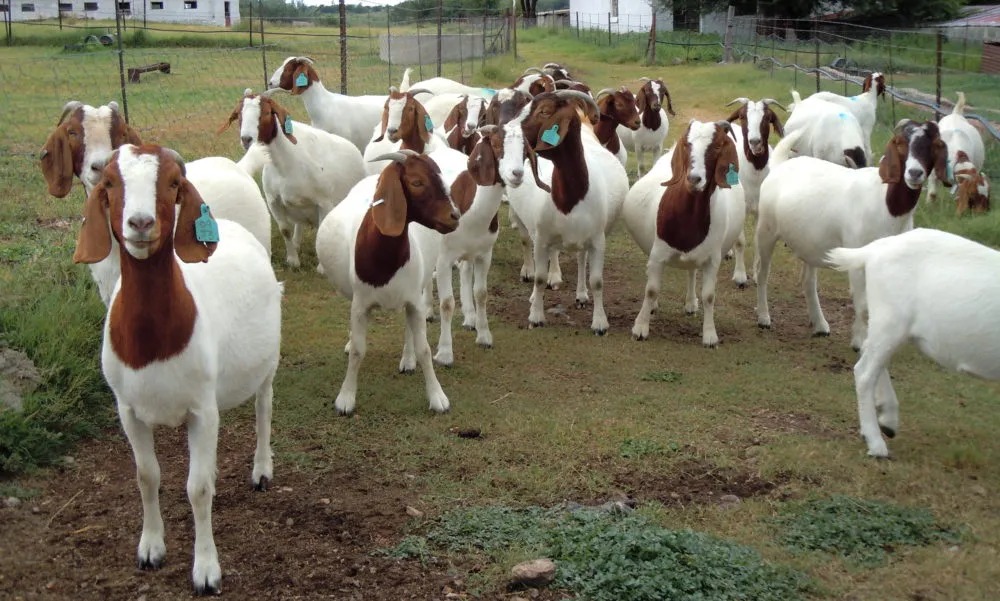 Veterinary Department Orders Destruction Of 81 Goats Intercepted At A Roadblock