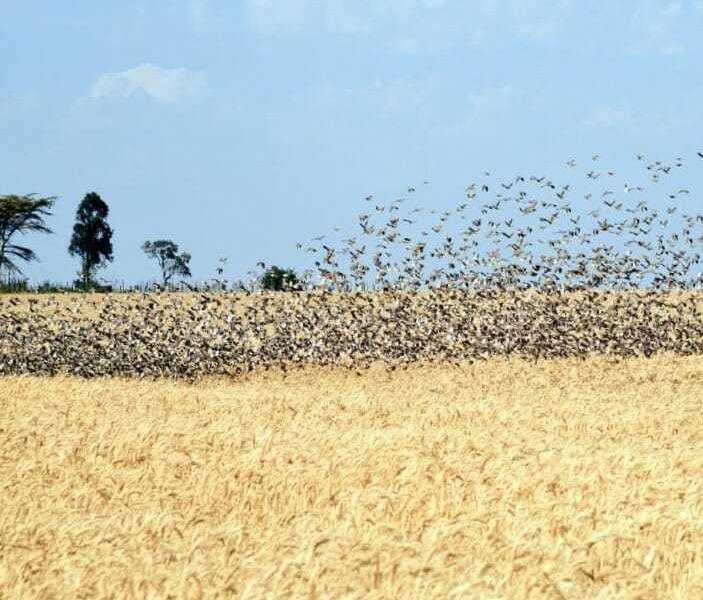 Wheat Production: Two Planes Refurbished To Curb The Threat Of Quelea Birds