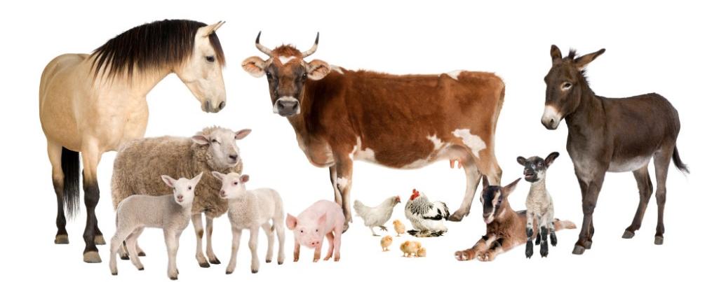 Harare Doctor Accused Of Injecting Animal Medicines Into Humans