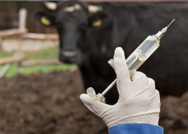 Specialist Gives Advises On Livestock Management Especially During Rainy Seasons