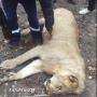 Stray Lion Shot Dead, The Other One Disappears In Mwenezi Mountains
