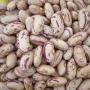 Sugar Beans