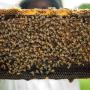 Honey, Apiculture
