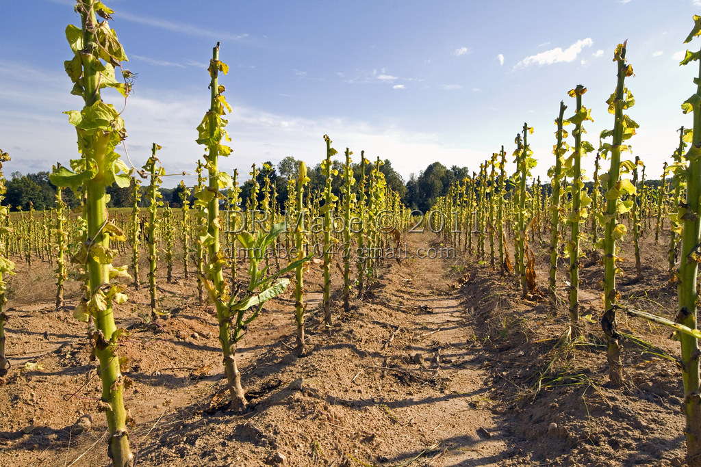 Drought: Tobacco Output Anticipated To Fall