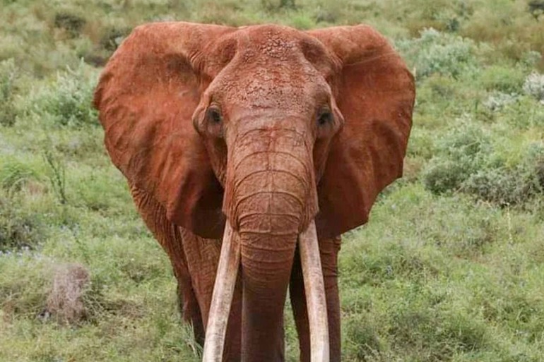 Kenya Elephant