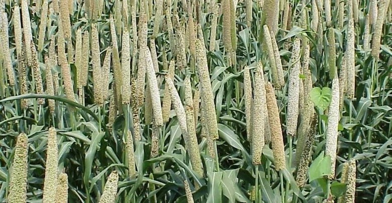 Traditional Grains