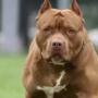 South Africa: Pitbulls Owner Charged With Culpable Homicide After The Dogs Killed A Woman