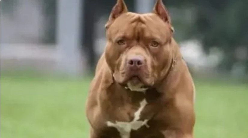 South Africa: Pitbulls Owner Charged With Culpable Homicide After The Dogs Killed A Woman