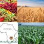 Zimbabwe Now Southern African Breadbasket - Bhasera
