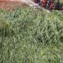 Harare Man Arrested For Growing Marijuana At A Church