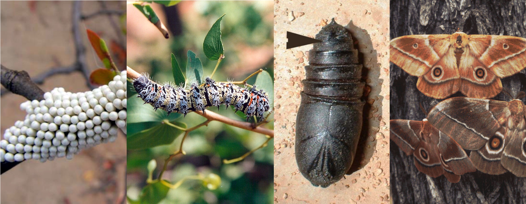 Mopane egg worm pupae to moth