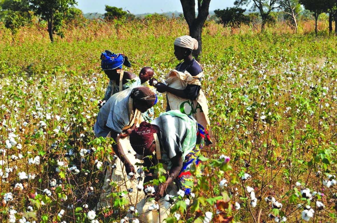 Cotton Farmers To Receive 70% USD For 2025 Deliveries