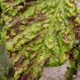 Farmers Lament As Incessant Rains Bring Tobacco Bacteria Attack