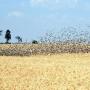 Zimbabwe Buys Drones To Control Quelea Birds Threatening Wheat Yields