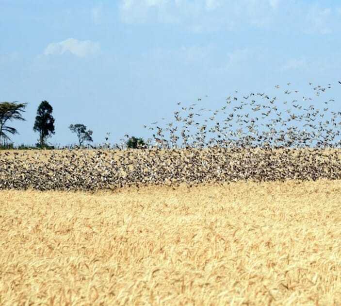 Zimbabwe Buys Drones To Control Quelea Birds Threatening Wheat Yields