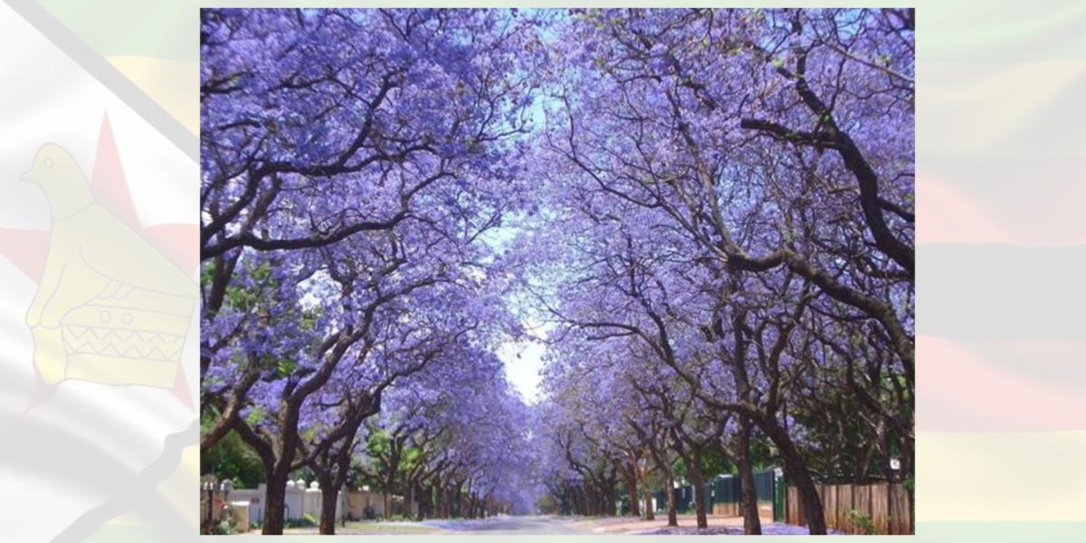 Jacaranda Trees Town