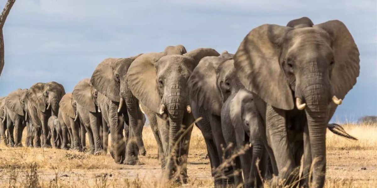 Elephants From Zimbabwe's Hwange National Park Migrating To Botswana Due To Water Scarcity