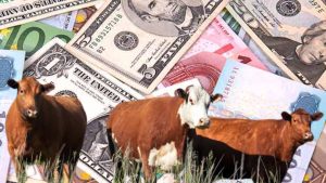 Lobola Roora Bride Price money cattle livestock wealth riches cultural values