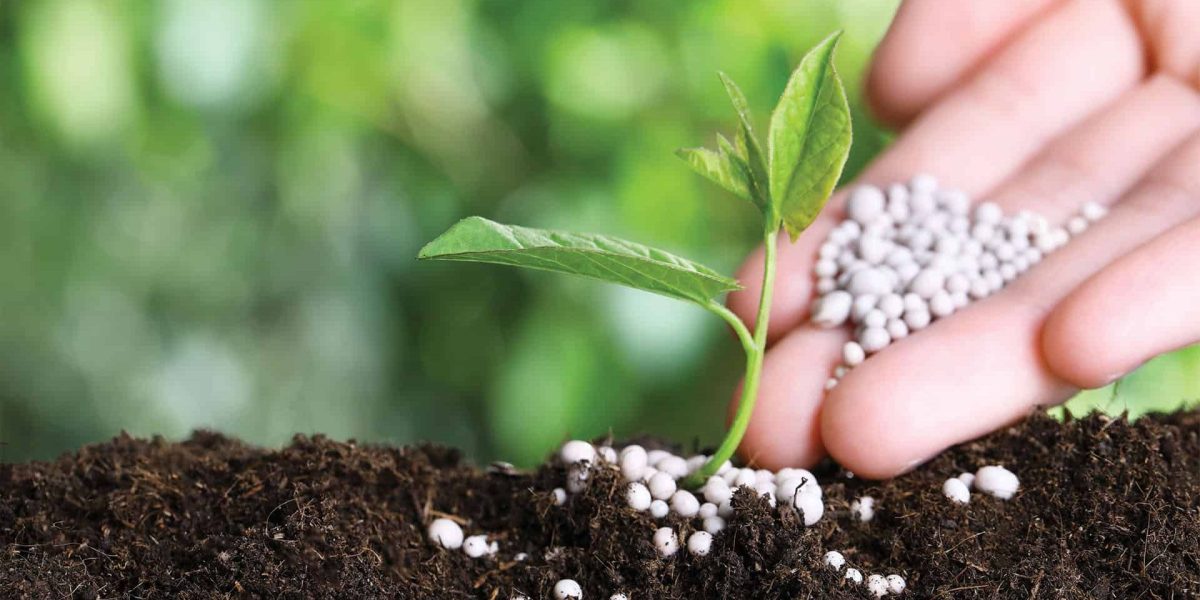 Mineral fertilisers top dressing