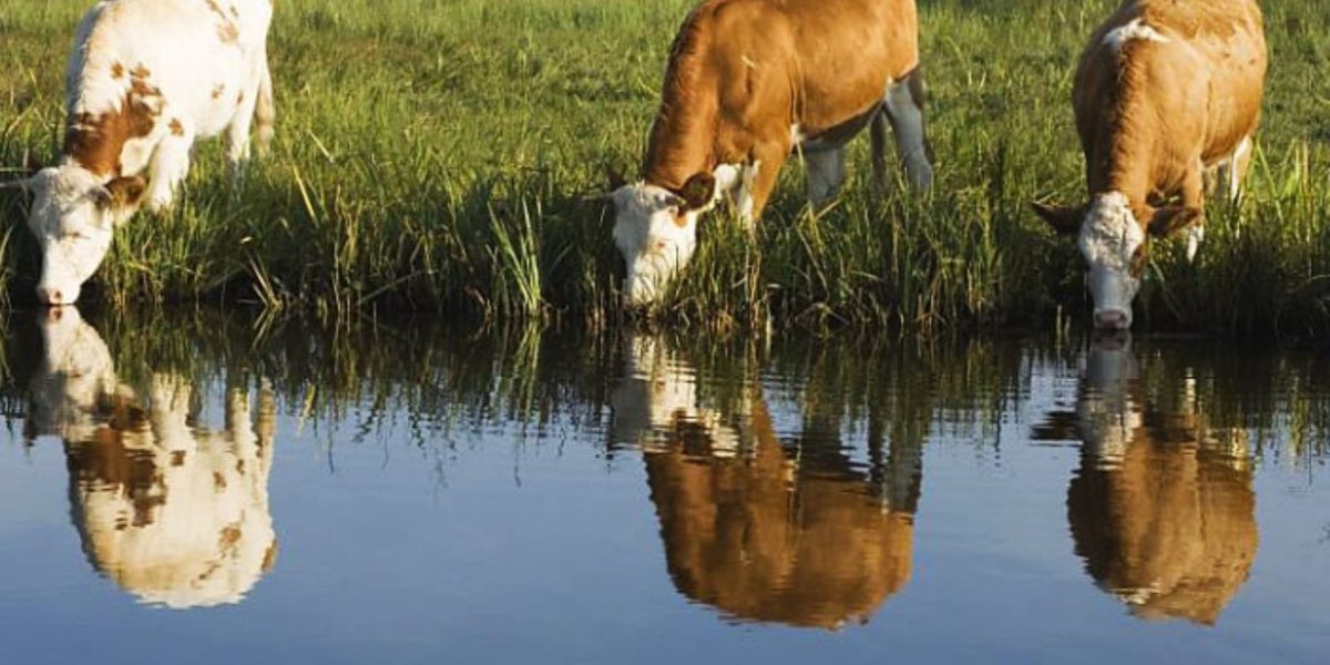 Cattle water river