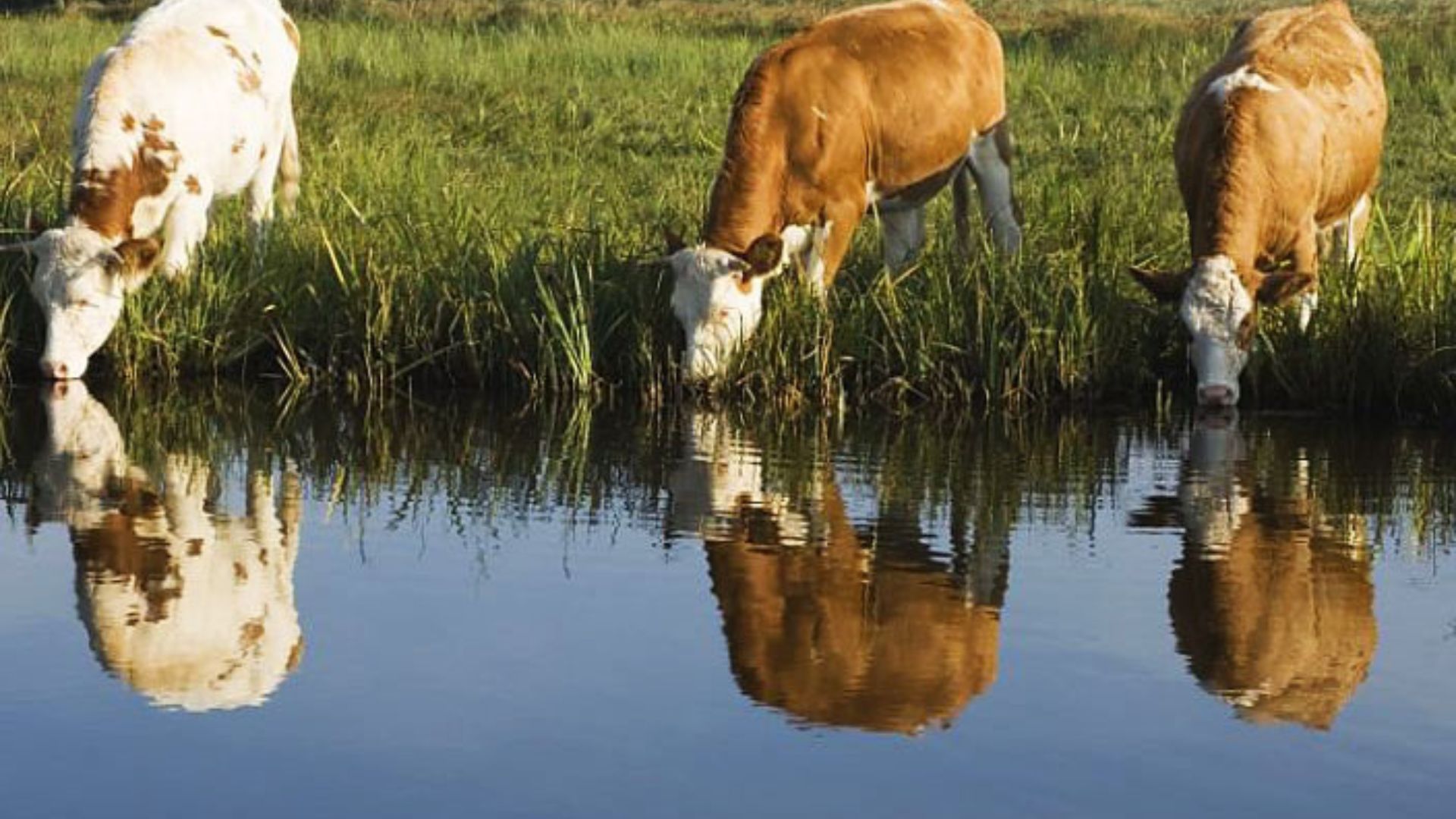 23 Cattle Die On Spot After Drinking Water Near A Gold Ore Leaching ...