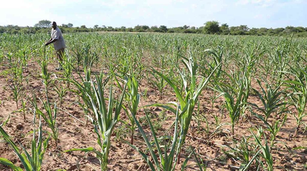 Prolonged Hot And Dry Spell Strains Maize And Tobacco Crops ⋆ Pindula News