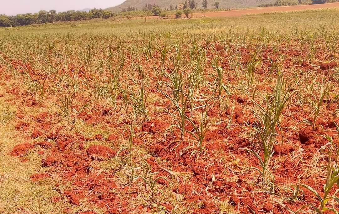 Zimbabwe set for hotter and drier 2026/27 summer season as strong El Niño develops
