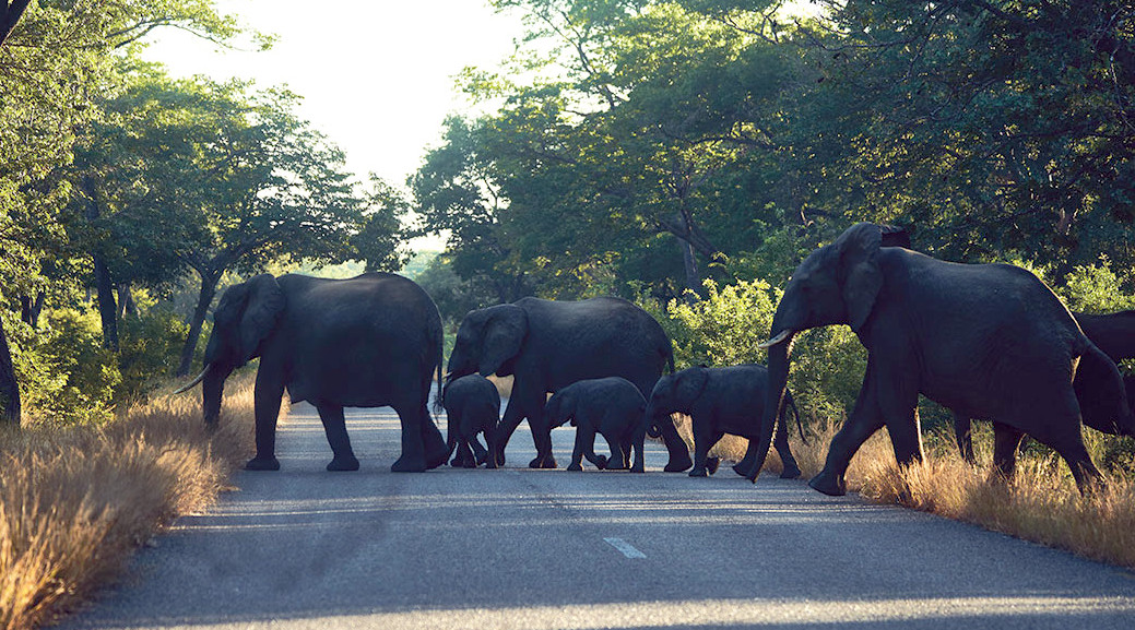 Victoria Falls: Elephants Roam Roads And Homes, Killing Two In One Week