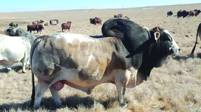 Zimbabwean Cattle Rancher Invests R8 Million In Boran Bull From South Africa