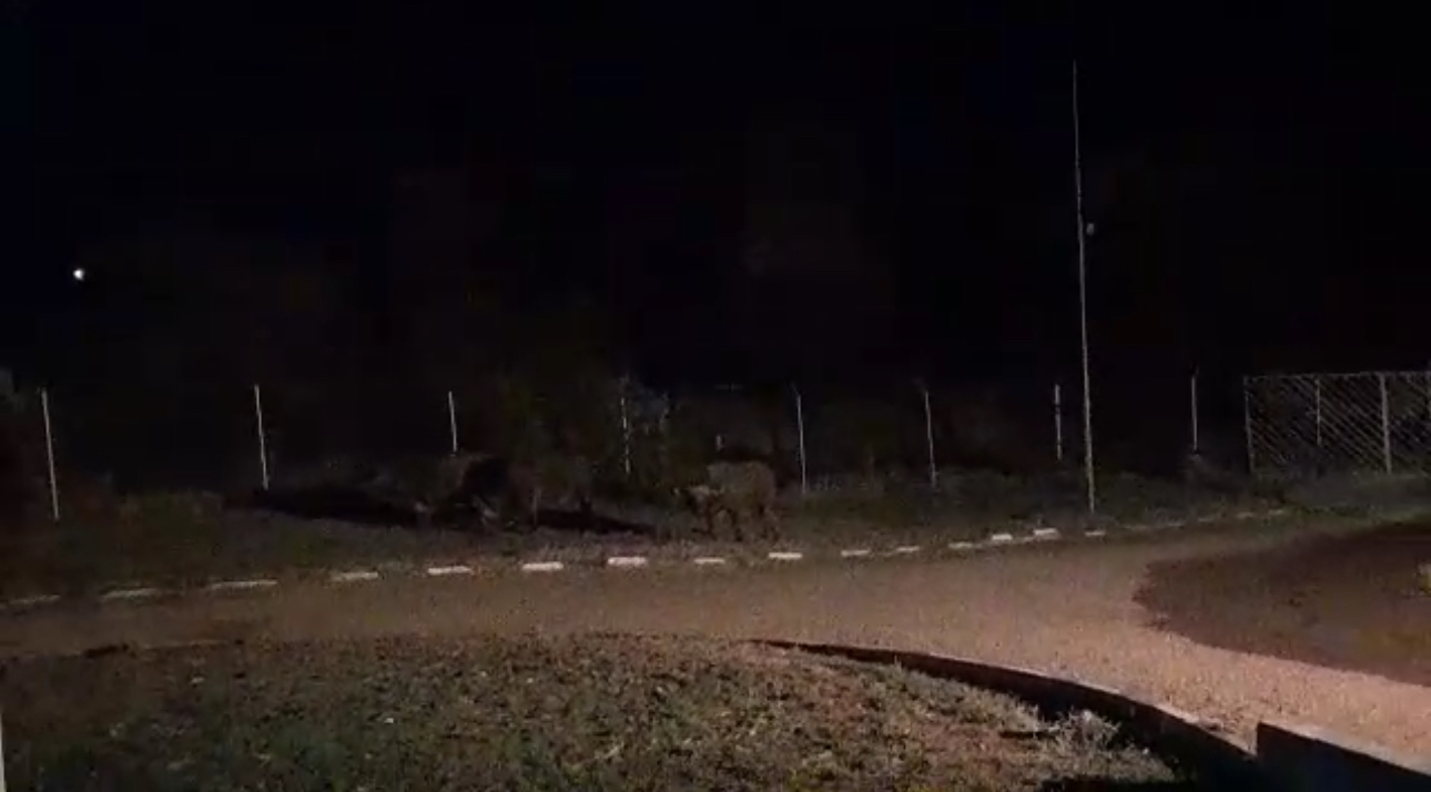 Victoria Falls Residents, Zimparks Clash Over Roaming Buffaloes