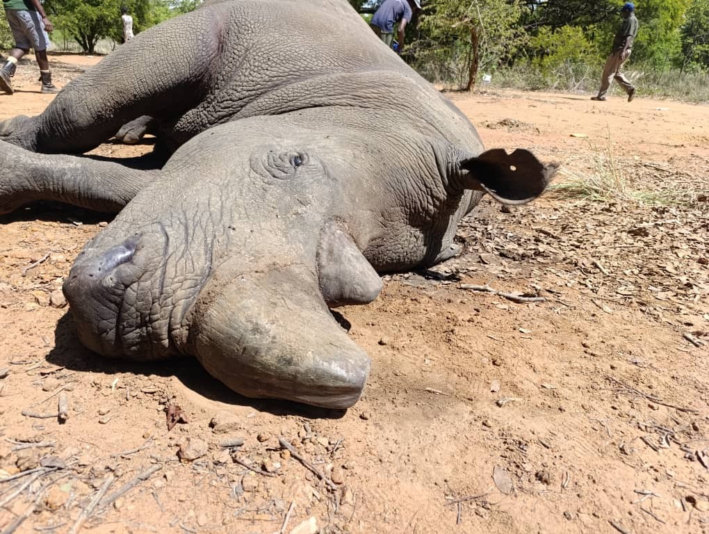 CNRG Blames Mining Chemicals For Lake Chivero And Mid-Zambezi Wildlife Deaths