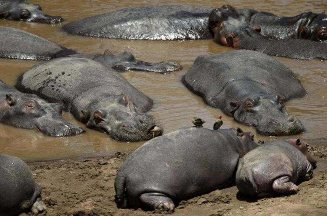 Malnutrition Behind Deaths Of 19 Hippos In Mid Zambezi – ZimParks