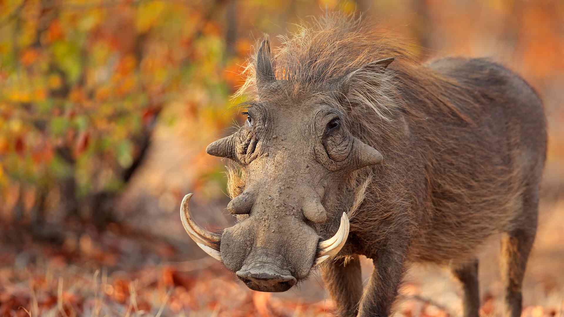 Insiza Farmers Face Warthog Threat After El Niño Drought