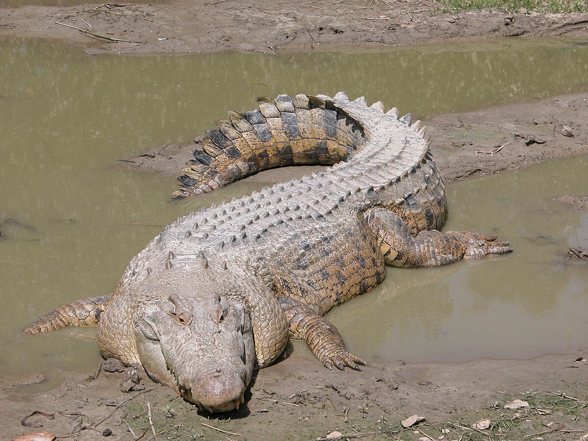 Fisherman Killed By Crocodile After Jumping Into River To Escape Elephants In Zambia