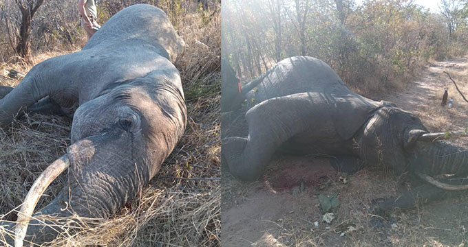 Three Elephants Killed After Ravaging Fields In Bulilima Villages