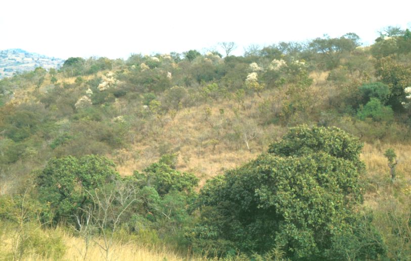 Lion Sighted Near Chakari Road In Chegutu
