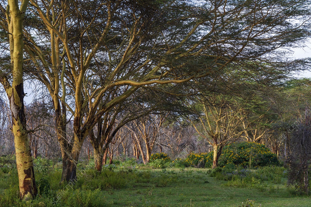 ZimParks Warns Of Acacia Tree Wipeout In Hwange National Park