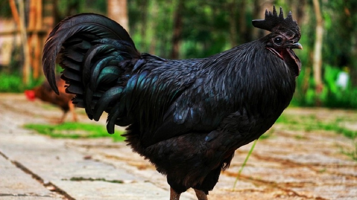Juju Suspected As Scarved Chicken Strolls Into Packed Kwekwe Courtroom