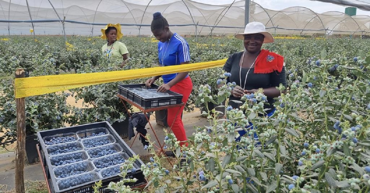Zimbabwe Marks World Blueberry Day As Exports Surge 351%