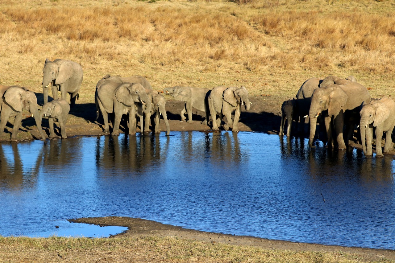 Wildlife Attacks Kill 62 People In Zimbabwe In 2025