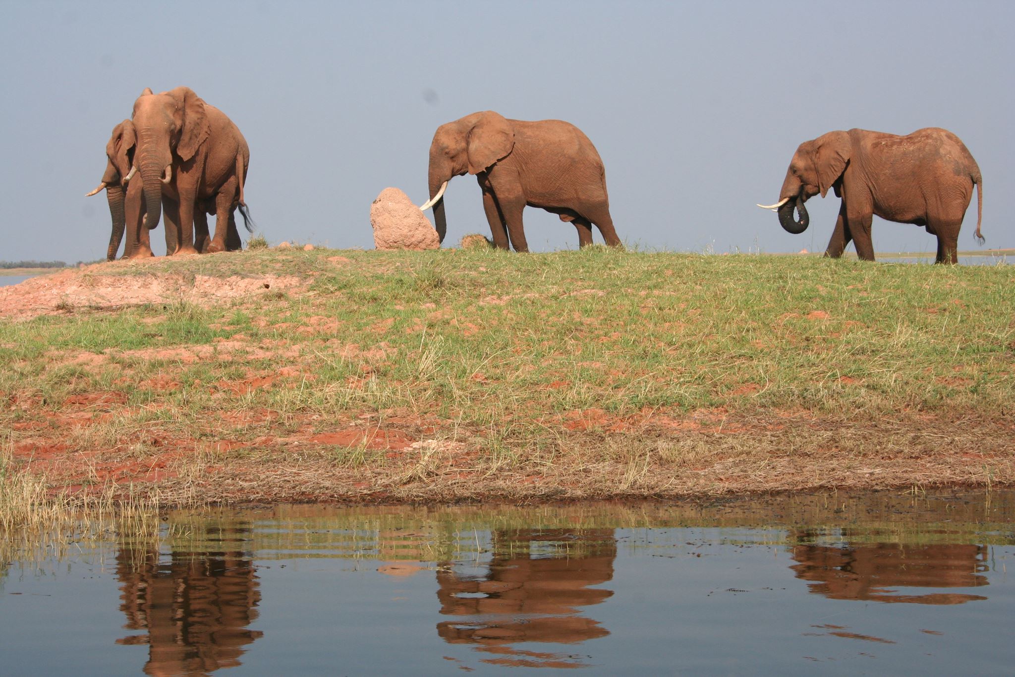 ZimParks Begins Multi-Year Wildlife Relocation To Matusadona